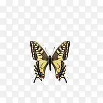黄蝴蝶-空若网 黄蝴蝶-空若网