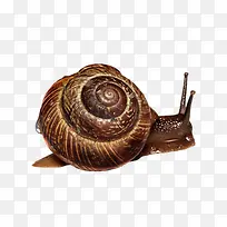 蜗牛-空若网 蜗牛-空若网
