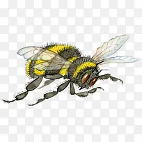 手绘的蜜蜂-空若网 手绘的蜜蜂-空若网