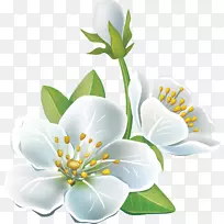 封装后记-桃花-空若网 封装后记-桃花-空若网