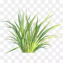 草本植物光栅图形剪贴画草本植物-空若网 草本植物光栅图形剪贴画草本植物-空若网