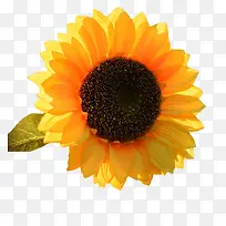 爱笑的向日葵-空若网 爱笑的向日葵-空若网