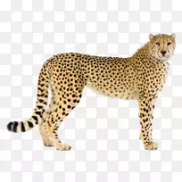 猎豹美洲豹摄影-豹-空若网 猎豹美洲豹摄影-豹-空若网