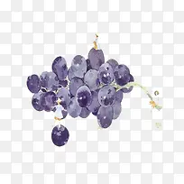 紫水彩葡萄插画-空若网 紫水彩葡萄插画-空若网