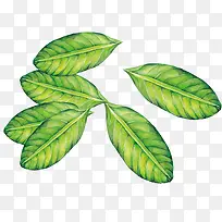 ��ɫ�ֻ�ˮ��Ҷ��-������