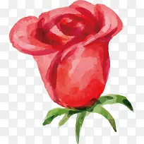 ˮ��õ�廨�����-������