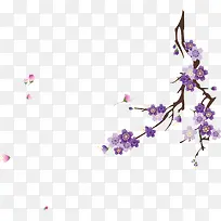 紫色樱桃树枝-空若网 紫色樱桃树枝-空若网