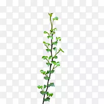 常春藤植物剪贴画-空若网 常春藤植物剪贴画-空若网