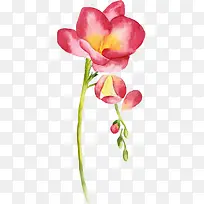 花卉水彩-空若网 花卉水彩-空若网