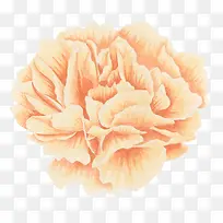 水彩手绘植物花卉-空若网 水彩手绘植物花卉-空若网