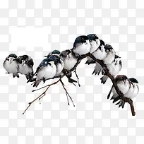 树枝上的小鸟-空若网 树枝上的小鸟-空若网