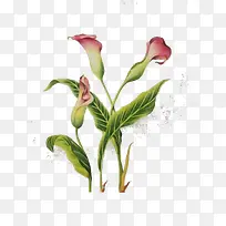 手绘花卉png-空若网 手绘花卉png-空若网