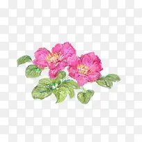 水彩牡丹-空若网 水彩牡丹-空若网