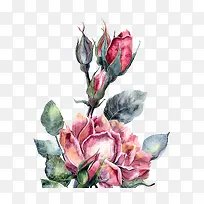 ˮ�ʺ�ɫĵ����-������