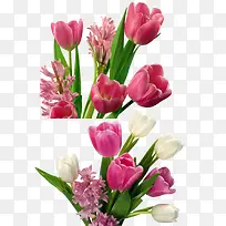 粉色郁金香-空若网 粉色郁金香-空若网