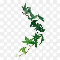 漂浮叶子-空若网 漂浮叶子-空若网