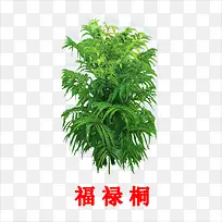 福禄桐-空若网 福禄桐-空若网