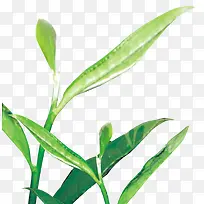 ���̵Ĳ�Ҷ-������