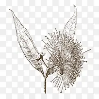 手绘植物花朵树枝果实-空若网 手绘植物花朵树枝果实-空若网