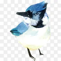 手绘鸟矢量蓝色-空若网 手绘鸟矢量蓝色-空若网