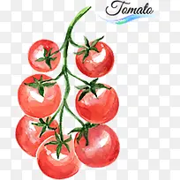 矢量水彩西红柿-空若网 矢量水彩西红柿-空若网