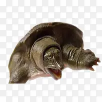 生猛甲鱼凶残可怕-空若网 生猛甲鱼凶残可怕-空若网