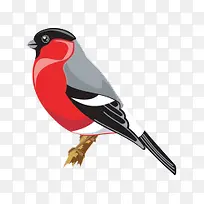 卡通手绘卡通画眉鸟-空若网 卡通手绘卡通画眉鸟-空若网