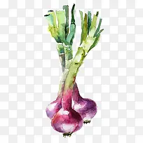 洋葱-空若网 洋葱-空若网