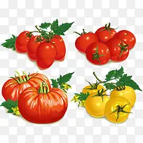 手绘水果西红柿-空若网 手绘水果西红柿-空若网