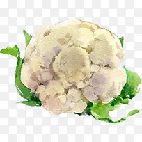 手绘水彩切好的蔬菜卷心菜-空若网 手绘水彩切好的蔬菜卷心菜-空若网