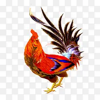 逼真水彩公鸡矢量-空若网 逼真水彩公鸡矢量-空若网