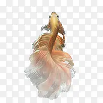 美丽金鱼-空若网 美丽金鱼-空若网