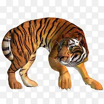 猛虎老虎-空若网 猛虎老虎-空若网