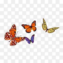 彩色蝴蝶-空若网 彩色蝴蝶-空若网