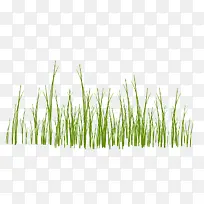 小草绿色草-空若网 小草绿色草-空若网