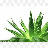 «����Ӱ-������