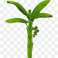 纯绿色迷你风格矢量香蕉树-空若网 纯绿色迷你风格矢量香蕉树-空若网