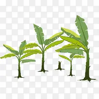 香蕉树矢量高大体积-空若网 香蕉树矢量高大体积-空若网