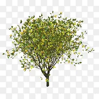 树枝-空若网 树枝-空若网