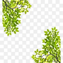 对称树顶-空若网 对称树顶-空若网