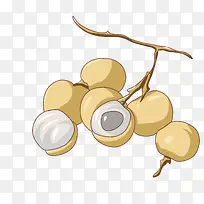 手绘秋季水果龙眼插画-空若网 手绘秋季水果龙眼插画-空若网