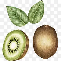 手绘风水果猕猴桃-空若网 手绘风水果猕猴桃-空若网