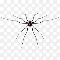 简约蜘蛛昆虫图片-空若网 简约蜘蛛昆虫图片-空若网
