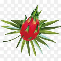 手绘热带水果火龙果素材-空若网 手绘热带水果火龙果素材-空若网