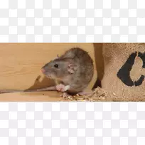 棕色大鼠,黑鼠,稻田鼠,澳大利亚沼泽鼠,老鼠和老鼠-空若网 棕色大鼠,黑鼠,稻田鼠,澳大利亚沼泽鼠,老鼠和老鼠-空若网