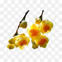 金花茶花朵-空若网 金花茶花朵-空若网