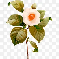 白色手绘茶花树枝装饰图案-空若网 白色手绘茶花树枝装饰图案-空若网