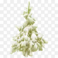 ±ùÑ©¸²¸ÇµÄËÉÊ÷-¿ÕÈôÍø ±ùÑ©¸²¸ÇµÄËÉÊ÷-¿ÕÈôÍø