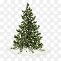 冰雪覆盖的松树-空若网 冰雪覆盖的松树-空若网