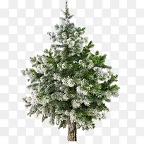 冰雪覆盖的松树-空若网 冰雪覆盖的松树-空若网